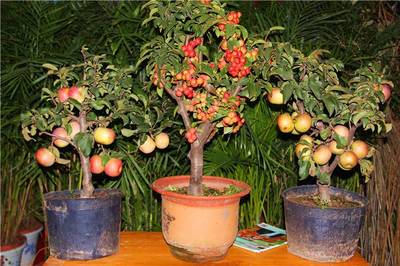 盆栽果树技巧与方法,盆栽果树怎么养才能又大又甜