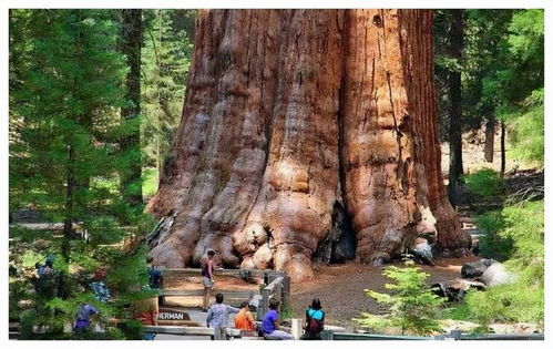世界上最大的树[世界上最大的树图片]