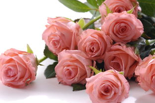 粉色玫瑰的花语和象征意义[粉色玫瑰花语是什么意思 寓意]
