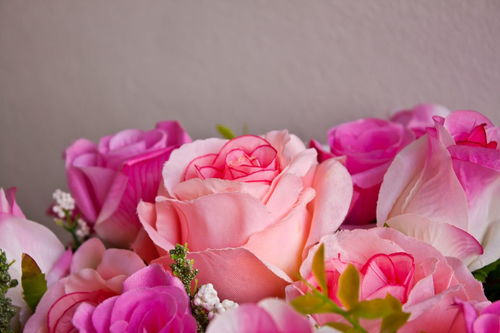 十朵粉玫瑰代表什么意思[十朵粉玫瑰的花语]