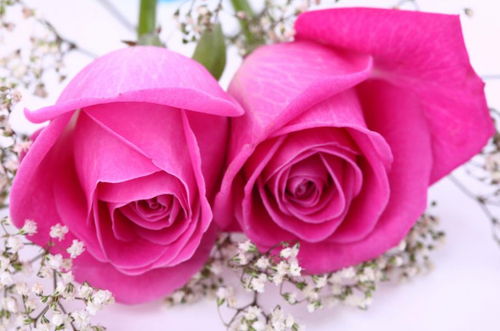 2朵玫瑰花的意义[2朵玫瑰代表什么爱情意思]