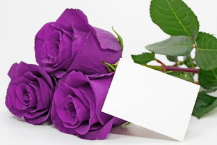 紫色玫瑰有哪些品种[紫色玫瑰有哪些品种名称]