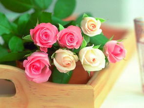 9朵粉色玫瑰花代表什么意思[9朵粉色玫瑰花语是什么意思]