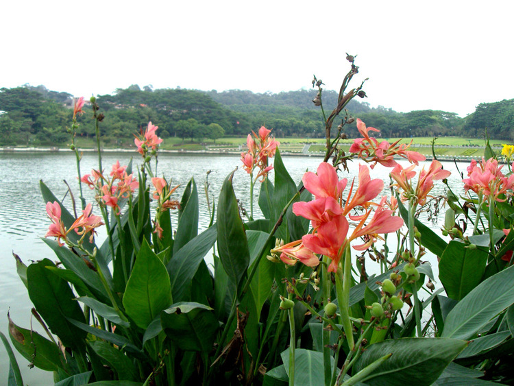 惠州水生花卉,惠州淡水花卉市场在哪