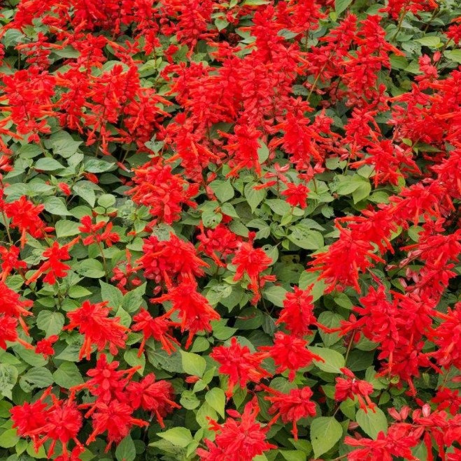 花卉吉祥红,吉祥红植物有毒吗
