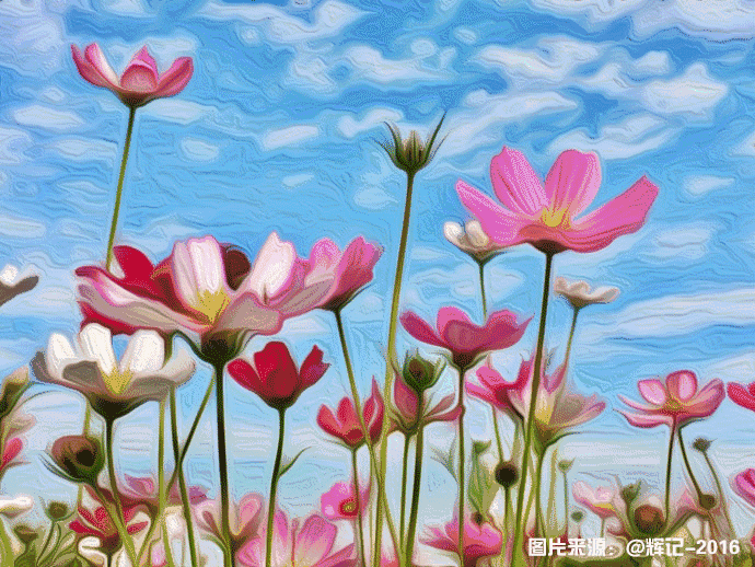 花卉动态屏保,高清花卉动态手机壁纸免费