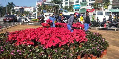 儋州花卉园,儋州那大有花鸟市场吗